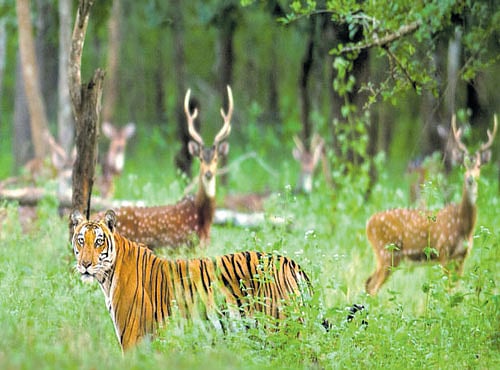 Manjunath, the founder of 'Wild Trails India', an information centre on wildlife, receives at least two requests per day on details about tiger tourism, with Bandipur and Nagarhole being the most frequented tiger reserves.