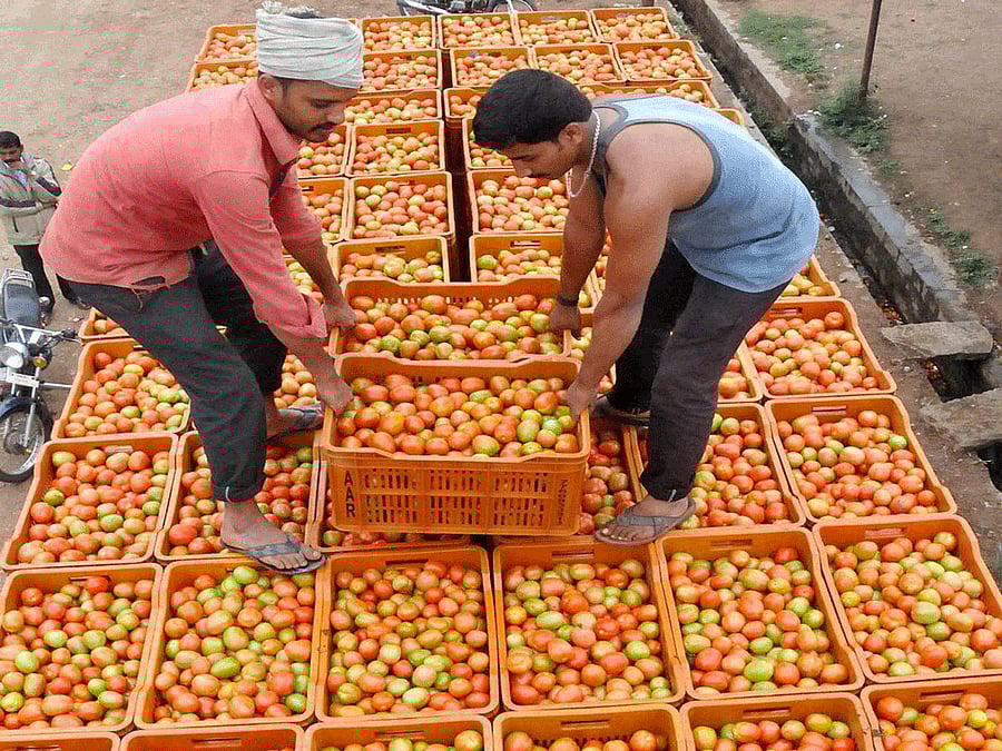 Wholesale vegetable dealers in Bengaluru say that tomatoes are procured from Hoskote, Mandya and Kolar and the supply had declined in the past 15 days. pti file photo