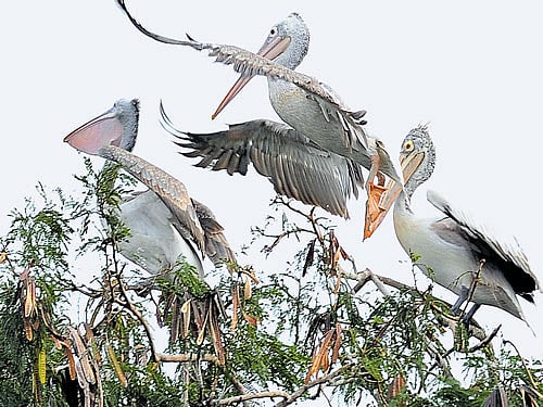 A flock of pelicans take refuge at Madiwala Lake in the City on Friday. DH Photo / Srikanta Sharma R