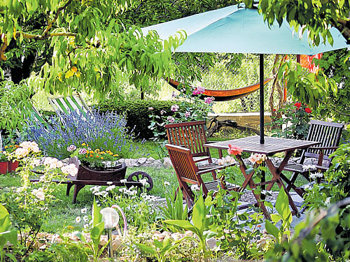 Matter of choice Selective pruning to create a sparser canopy is a feasible option.