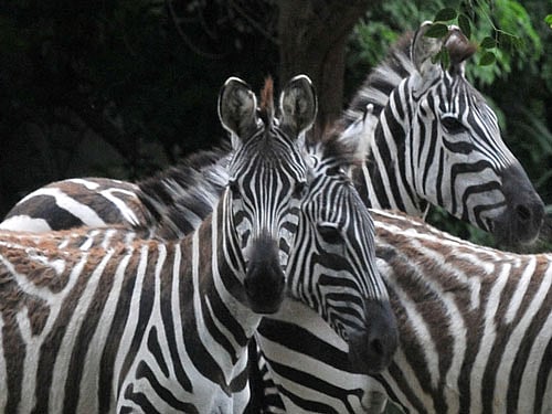 According to a study, stripes cannot be involved in allowing the zebras to blend in with the background of their environment or in making an outline of the zebra. reuters file photo
