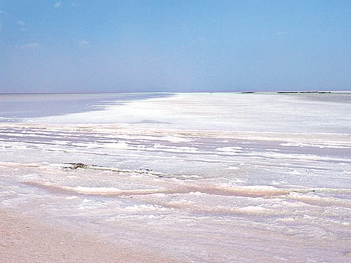 Desert dreams Salt marshes at White Rann.