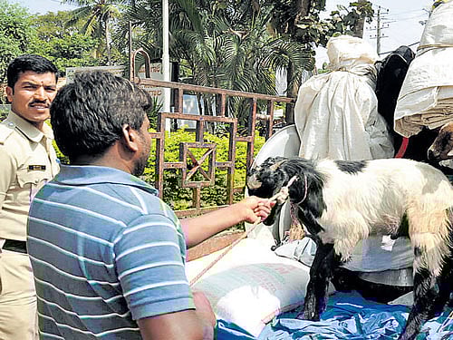 Police personnel rescue a goat, that was said to be transported for sacrifice at Chikkallur fair in Kollegal on Saturday. DH photo/D Venkatachala