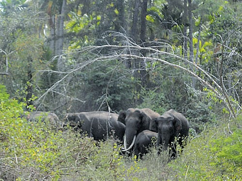 The herd of elephants spotted at Maruru Kaval village under the Kattamalalavadi Panchayat limits in Hunsur taluk of Mysuru district on Monday. DH PHOTO