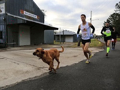 Ludivine, a two-and-a-half year-old pet hound dog, snuck out of her owner's garden and joined runners at the start of the Trackless Train Trek Half Marathon. Screen grab.