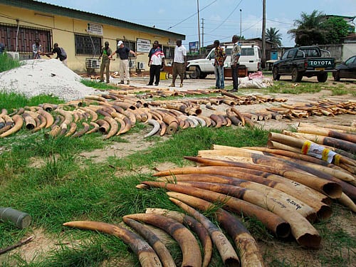 The ivory includes tusks seized from poachers and from animals who died naturally. Reuters file photo