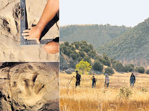 Kevin Lindahl, a part-time Forest Service employee, and volunteer excavatorswalk toward a starting point for surveying in Picketwire Canyon, southeast Colorado;Athree-taloned print of a theropod, a carnivore;Measuringdinosaur tracks at an excavation site. NYT