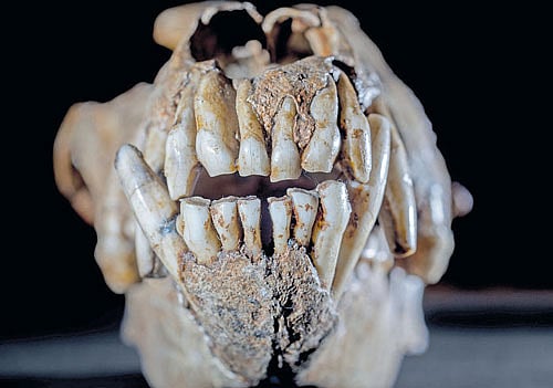 A canine skull believed to be 32,000 years old. photo credit: Andrew Testa/The New York Times