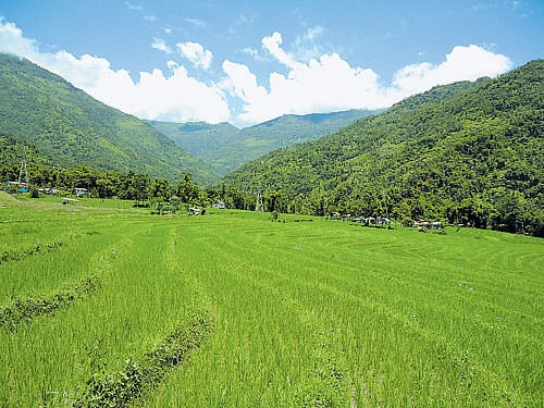 A  farmland in Sikkim (photo credit:  sikkim organic mission).