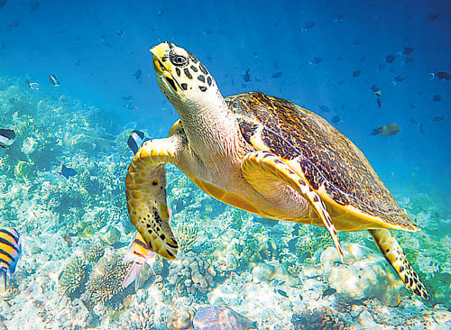 Hawksbills were listed as an endangered species in 1970.