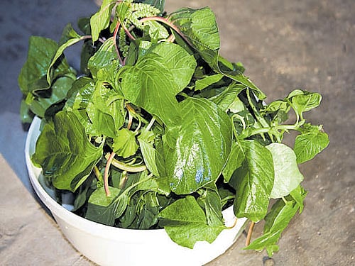 Right way to eat your greens Susheela Srinivas