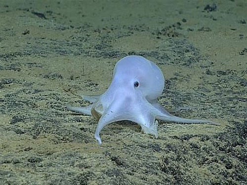On February 27, a team found a small light-colored octopus at a depth of about 2.5 miles in the ocean near Necker Island, said Michael Vecchione of the National Oceanic and Atmospheric Administration. Photo courtesy:twitter