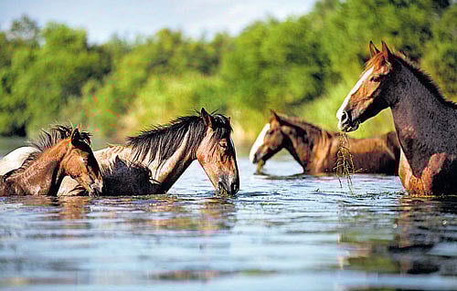 aunder threat As the human population increases, driving more animals and plants toward extinction, a species' second home may be the only one it has. photo by caitlin o'hara/nyt