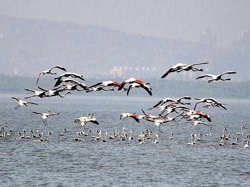 Flamingos at Sewree in Mumbai.