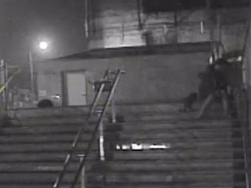 An FIR has been registered at Hauz Khas police station against the accused under IPC sections 428 and 429 and provisions of Prevention of Cruelty Against Animals Act.