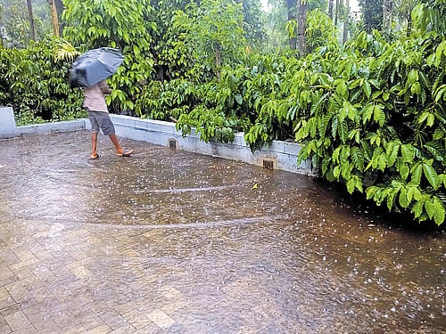 A waterlogged coffee threshing floor in Kalasa, Chikkamagaluru district, on Friday. DH PHOTO
