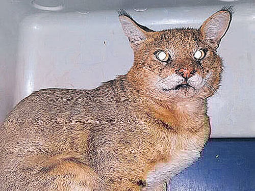 The jungle cat that was rescued by a team from&#8200;People For Animals in Yelahanka New Town in the city on Wednesday. DH PHOTO