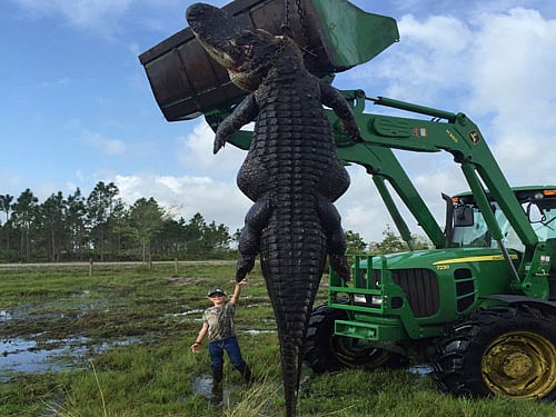 The animal killed on Saturday in a hunt at Outwest Farms in Okeechobee near the Florida Everglades was estimated by farm officials to be about 15 feet long, local media reported.