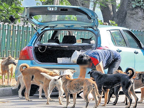 Stray dogs. File photo
