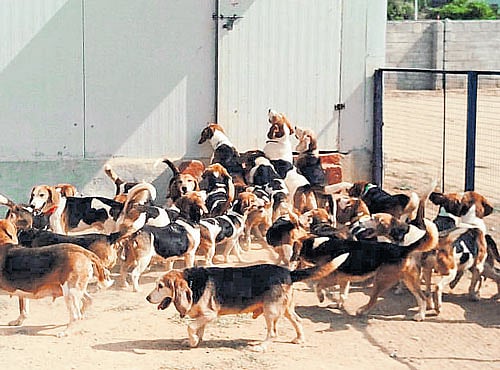 Beagles that were put up for adoption during the adoption camp in February.