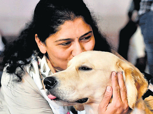 The increase in levels of obesity in dogs mirrors that in humans, implicating factors such as reduced exercise and ready access to high calorie food factors. DH file Photo