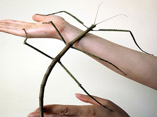 'World's longest insect discovered in China'