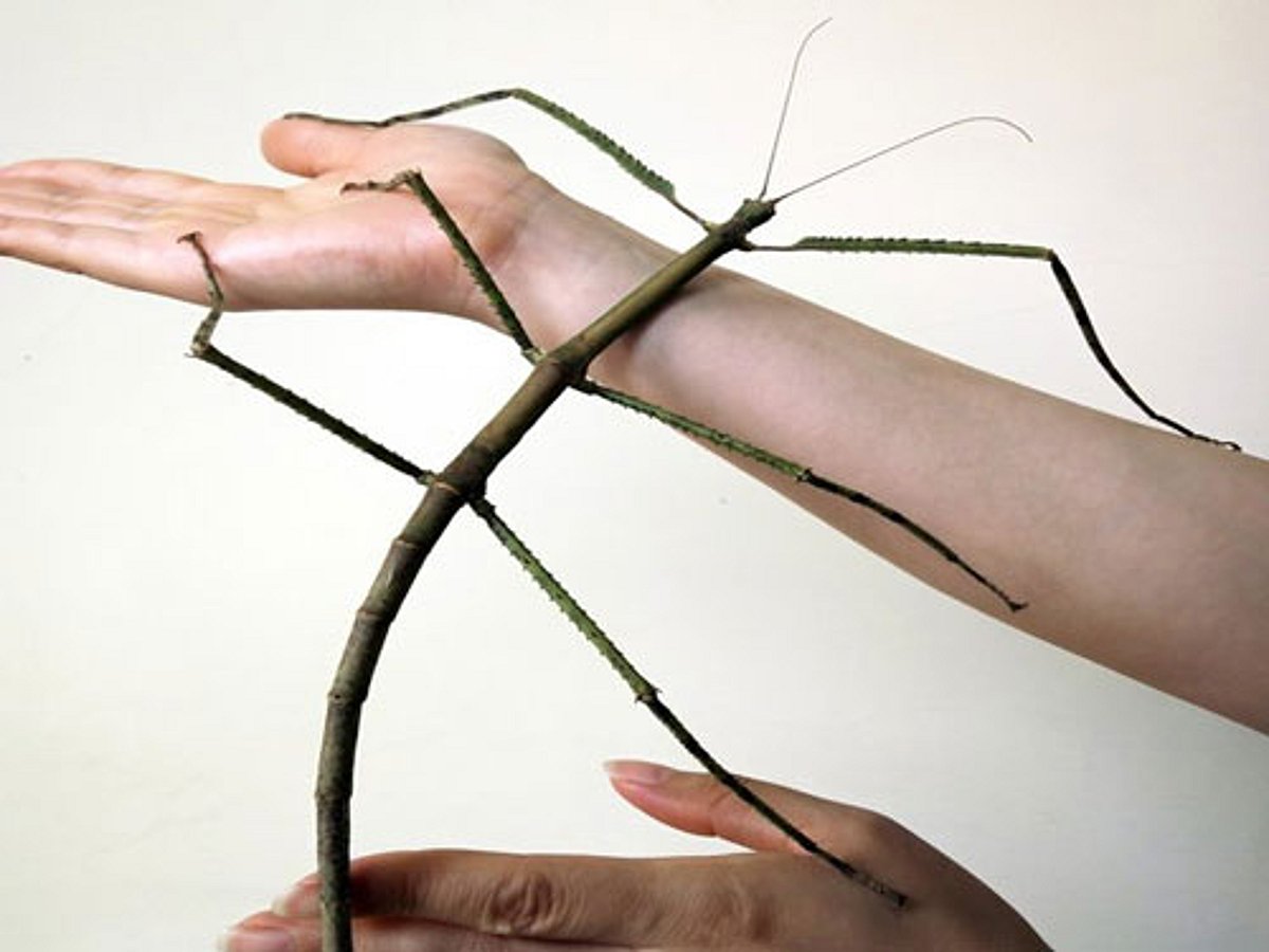 'World's longest insect discovered in China'