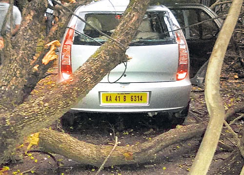 Unscientific management is leading to uprooting of trees. DH