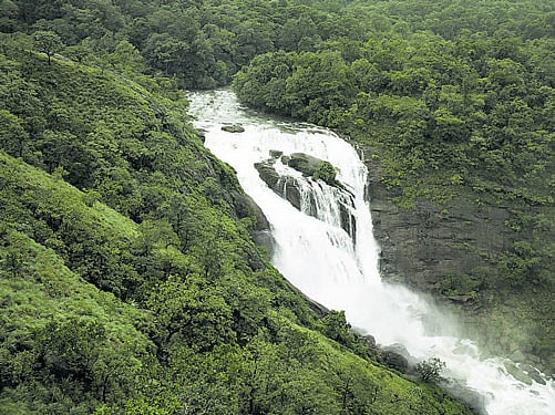 The Forest department is set to propose one-km radius around protected forest areas as eco-sensitive zone. DH File photo
