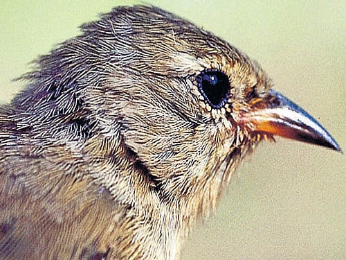the beak mystery Beaks in Darwin's finches range from small insect-crunchers to large seed-demolishers. photo courtesy: B Rosemary Grant