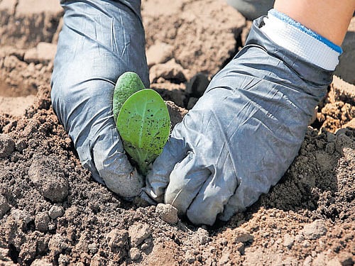 brown movement: For the agriculture industry that must produce an ever-larger bounty to feed a growing global population, restoring lost carbon to the soil also increases its ability to support crops and withstand drought.  REUTERS