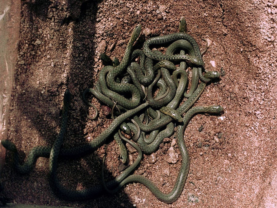 The forest officials banned entry of anybody into the forest from May 1 to July 31 during the mating and breeding of snakes and crocodiles in the forest. DH File Photo.