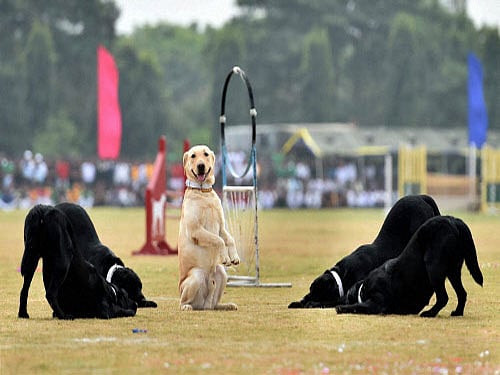 Researchers led by the University of Oxford in the UK reconstructed the evolutionary history of dogs by first sequencing the genome of a 4,800-year old medium-sized dog from bone excavated at the Neolithic Passage Tomb of Newgrange in Ireland. PTI file photo