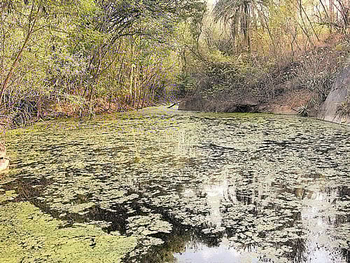 A serene water body on the campus of the Indian Institute of Science.