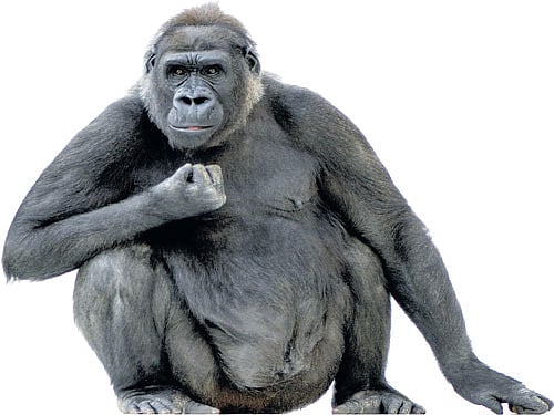 According  to the IUCN Red List of Threatened Species, all species and  subspecies of wild apes rank as endangered or critically  endangered, and in all cases, the trends point  implacably downward...