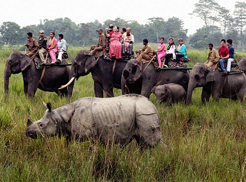 Kaziranga National Park. PTI file photo