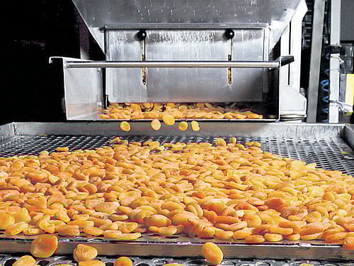 The Modi government hopes that easing of FDI in the trading of food products could boost the country's food processing sector. File photo