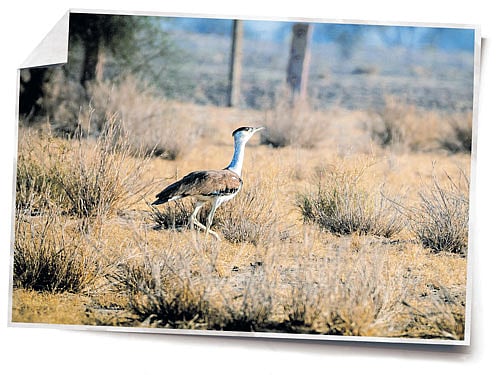Great Indian Bustard