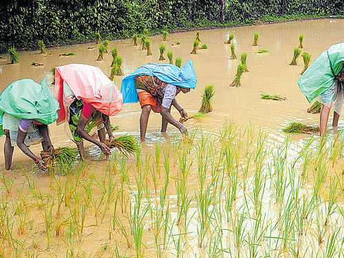 A man struggles to make his way as it rains heavily in Madikeri on Saturday. (Right) Women busy transplanting paddy at Konaje on the outskirts of Mangaluru on Saturday. DH Photo/ Nithish P Byndoor