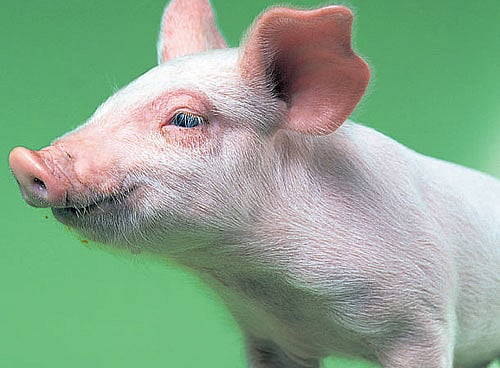 similarity Pigs are often chosen for decomposition studies.