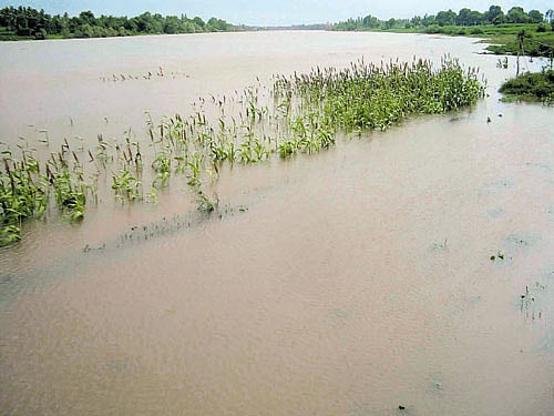 Crops grown on the banks of the River Tungabhadra are under water in Guttal of Haveri district. (Right) Children play in stagnant rainwater after a downpour at Hebbal in Mysuru on Friday. DH Photo