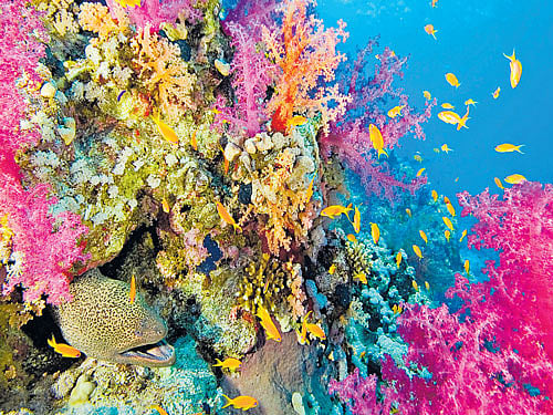 perils Bleaching has posed a threat to the existence of corals. representative image
