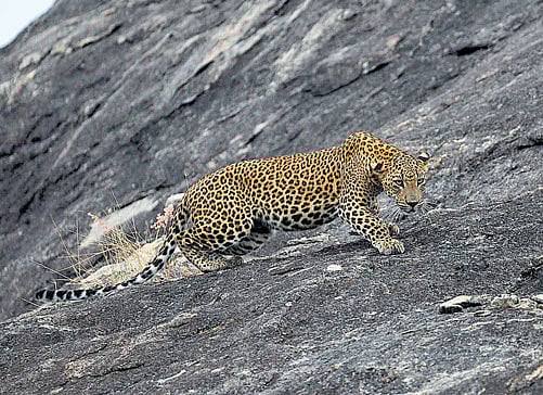 nature in focus A unique two-day nature and wildlife photography festival, coming alive on July 8 and 9 at the city's Indiranagar Club.