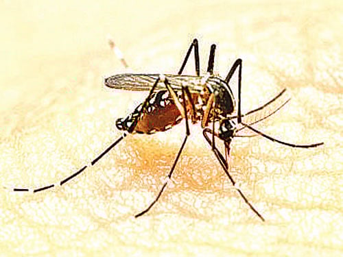 The success of the model comes out at a time when several Indian cities, including the national capital, are trying to grapple with the vector-borne disease that returns every monsoon.