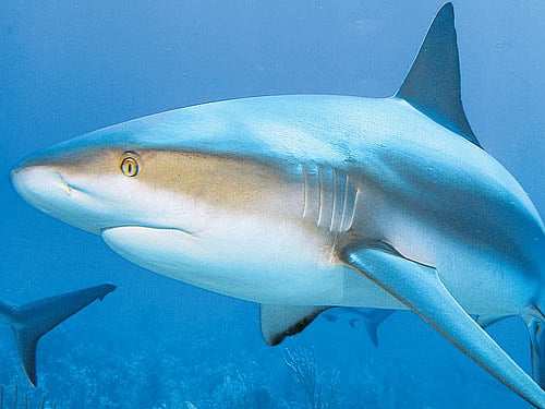 Globally, July 14 is observed as Shark Awareness Day to promote conservation of the species, a better understanding and to address some of the threats facing sharks in oceans across the world. Reuters file photo