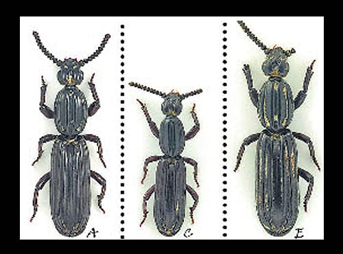 Rhyzodiastes (Temoana) xii was discovered in 2015 on China's Hainan Island. NYT