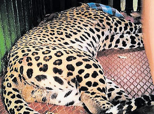 The six-year-old leopard which was rescued from a snare at Kaggalipura range, Bengaluru Urban division, on Sunday morning. DH PHOTO