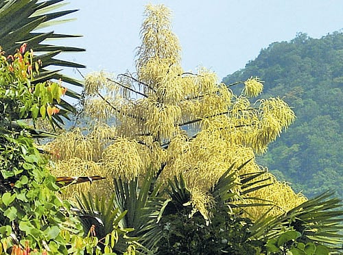 large clusters Talipot palm is said to be the plant with the largest inflorescence in the world; (above) a seed grain storage bag made from the dried leaves of talipot palm. photos by author
