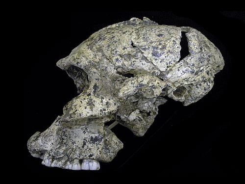 While there is no fossil record found yet for the new category of early men, researchers say DNA analysis provides clear evidence on the existence of this new class of "extinct hominid". Hominids are ancestors of the great apes and humans.  reuters file photo for representation purpose only