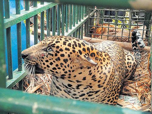 Leopard trapped
